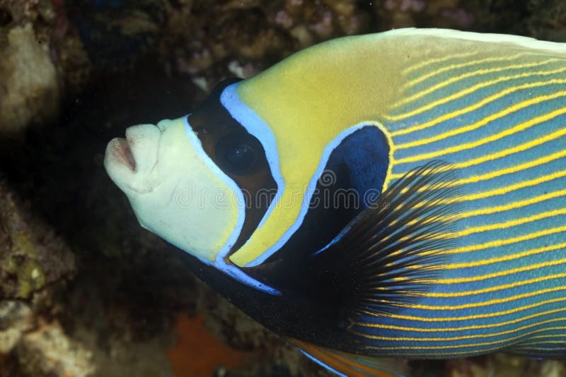 Ocean And Emperor Angelfish Stock Photo Image of bright