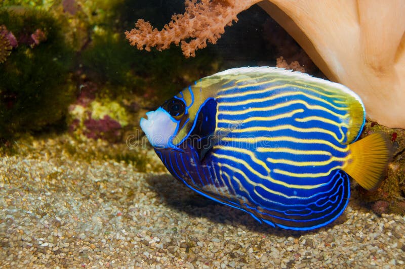 Emperor Angelfish