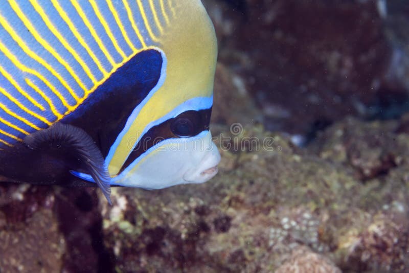 Emperor angelfish