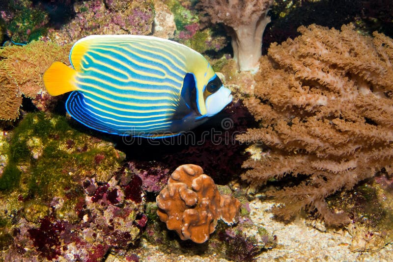 Emperor Angelfish in Aquarium