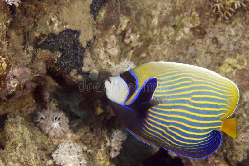 Emperor angelfish (pomacanthus imperator)