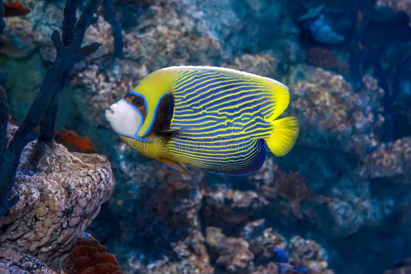 Emperor angelfish - Pomacanthus imperator