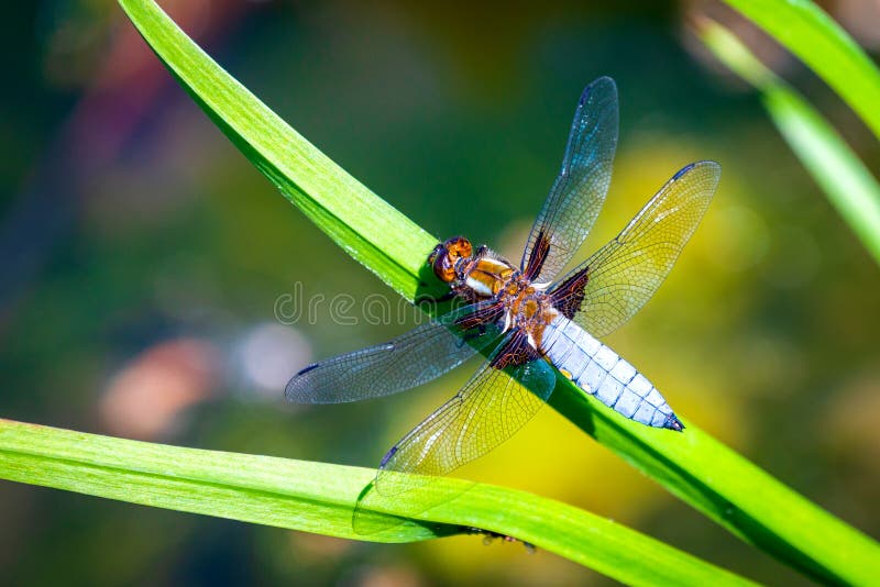 Emperor Dragonfly or Anax imperator sitting on green leaf