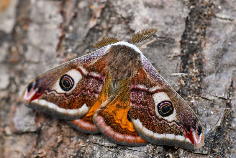 Emperor Moth - Saturnia Pavonia Stock Image - Image of emperor, insects ...
