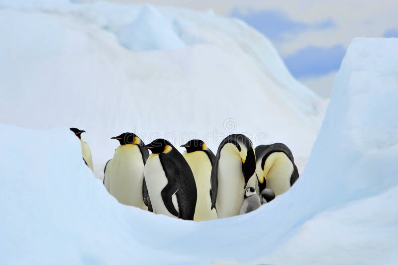 Emperor Penguin stock image