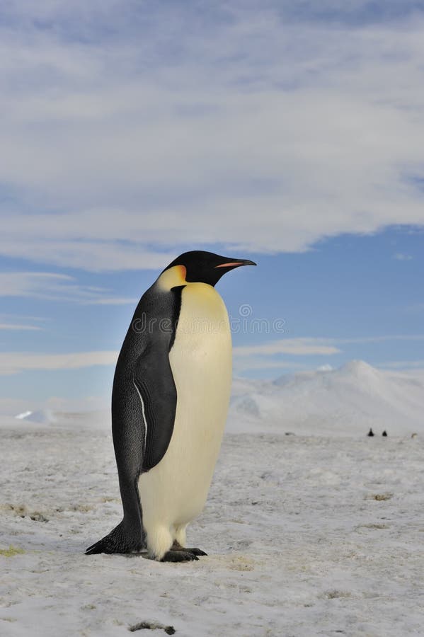 Emperor Penguin royalty free stock photo