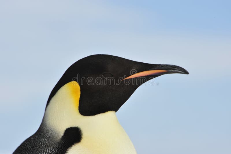 Emperor Penguin stock photos