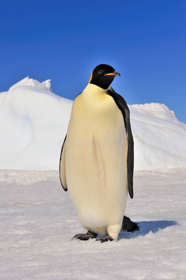Emperor Penguin stock images