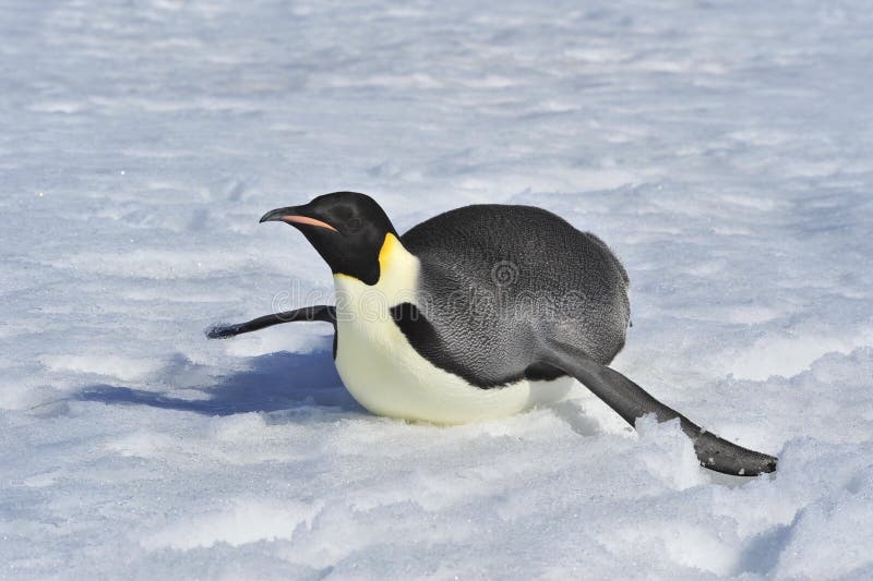 Emperor Penguin royalty free stock image