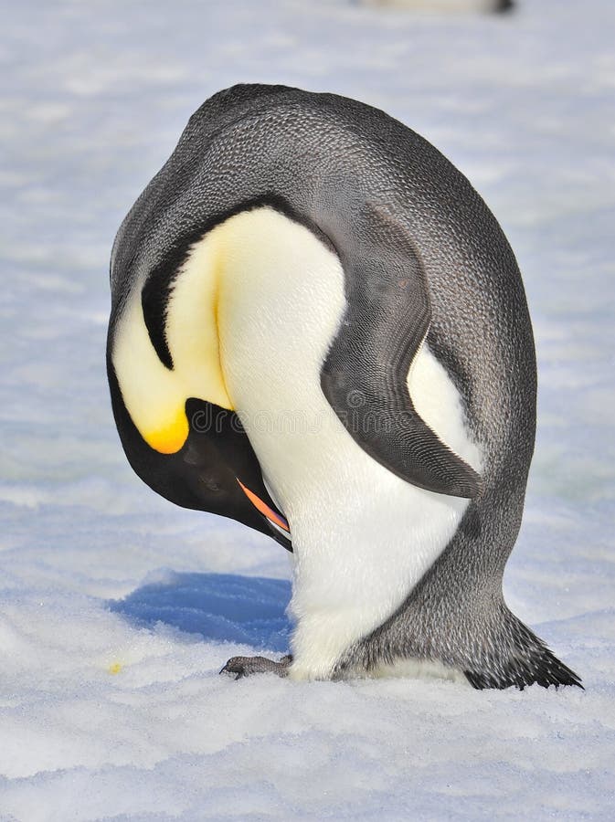 Emperor Penguin stock photo