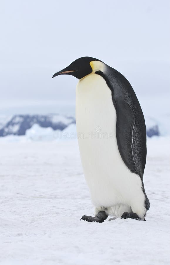 Emperor penguin walking on the sea ice in the Weddell Sea, Antarctica