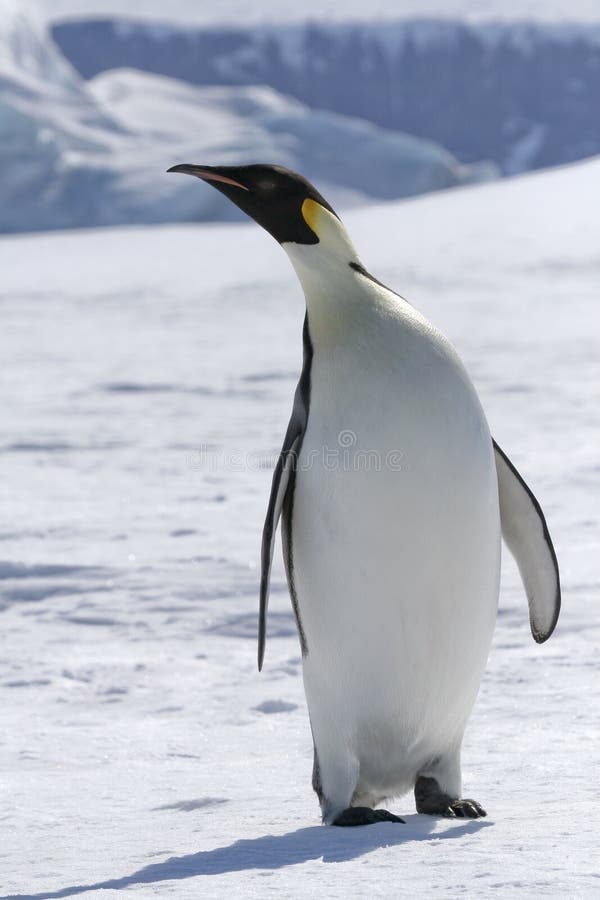 Emperor penguin (Aptenodytes forsteri) standing on the ice in the Weddell Sea, Antarctica