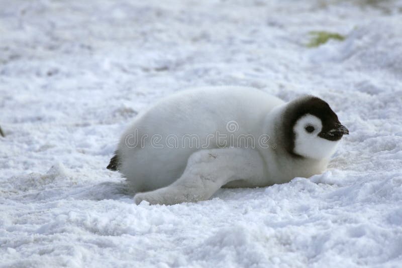 Emperor penguin chick (Aptenodytes forsteri) on the ice in the Weddell Sea, Antarctica. Emperor penguin chick (Aptenodytes forsteri) on the ice in the Weddell Sea, Antarctica