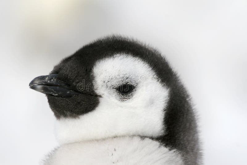 Close-up of an emperor penguin (Aptenodytes forsteri) on the ice in the Weddell Sea, Antarctica