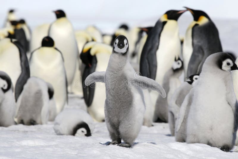 Emperor penguin chick (Aptenodytes forsteri) on the ice in the Weddell Sea, Antarctica. Emperor penguin chick (Aptenodytes forsteri) on the ice in the Weddell Sea, Antarctica