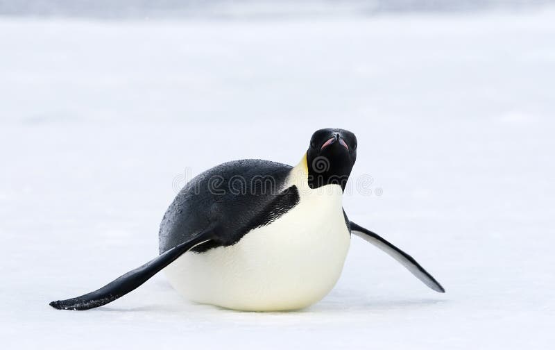 Emperor penguin (Aptenodytes forsteri) sliding on the ice in the Weddell Sea, Antarctica