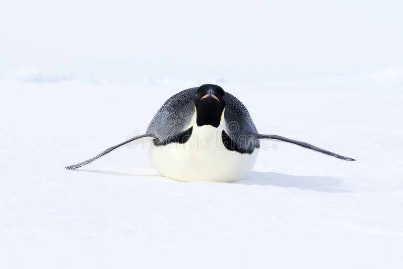 Emperor penguin (Aptenodytes forsteri) sliding on the ice in the Weddell Sea, Antarctica