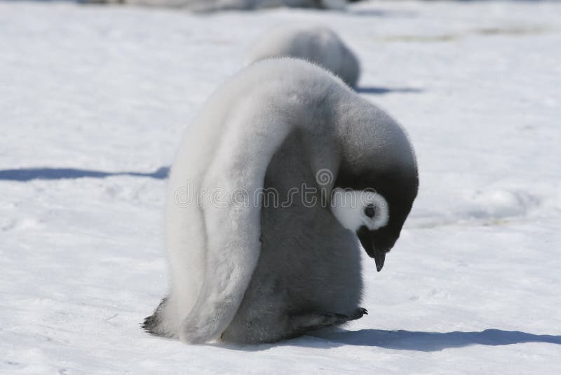 Emperor penguin chick on the sea ice in the Weddell Sea, Antarctica