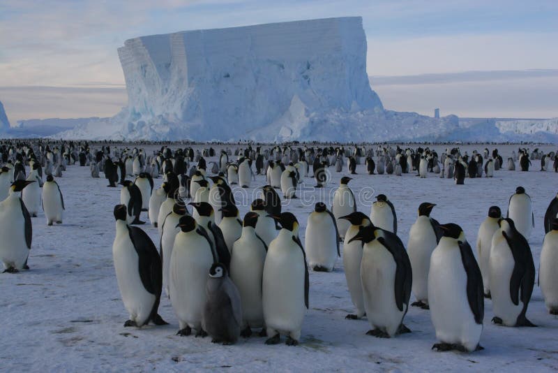 Grupo de el emperador pingüinos antes glaciar.