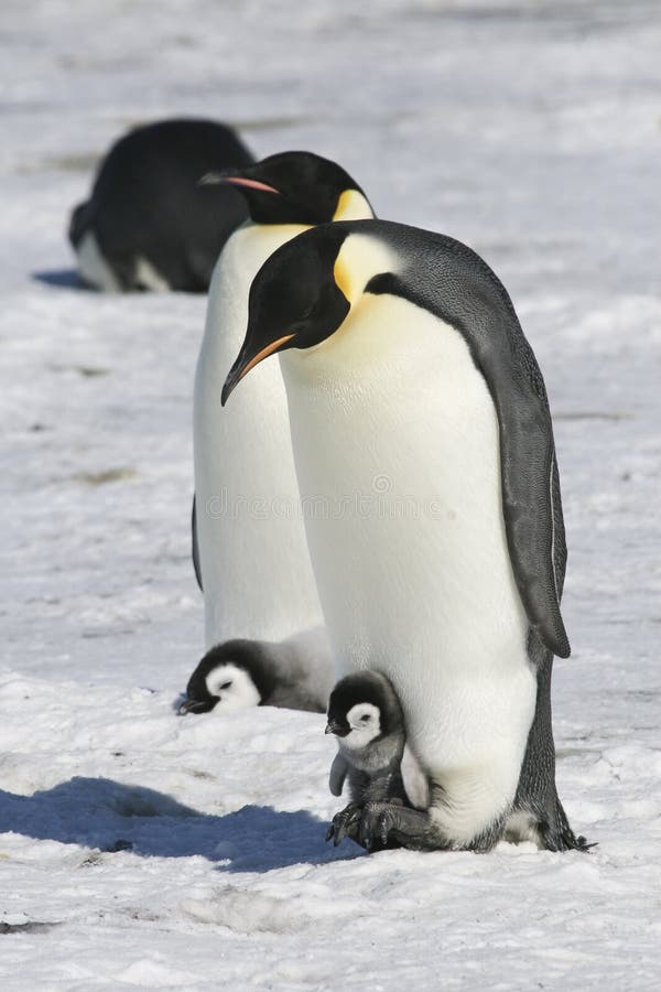 Emperor penguins on the sea ice in the Weddell Sea, Antarctica