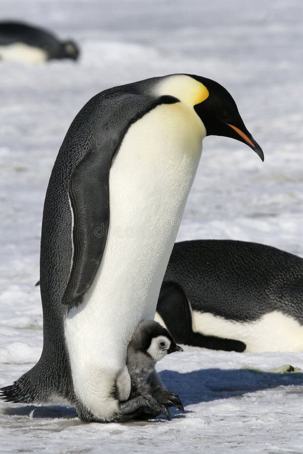 Emperor penguins (Aptenodytes forsteri) on the ice in the Weddell Sea, Antarctica