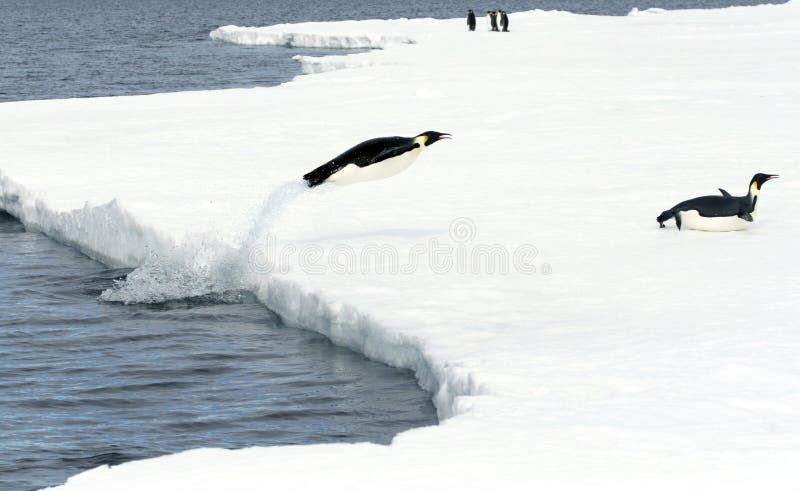 Emperor penguins (Aptenodytes forsteri) jumping out of the water onto the ice in the Weddell Sea, Antarctica