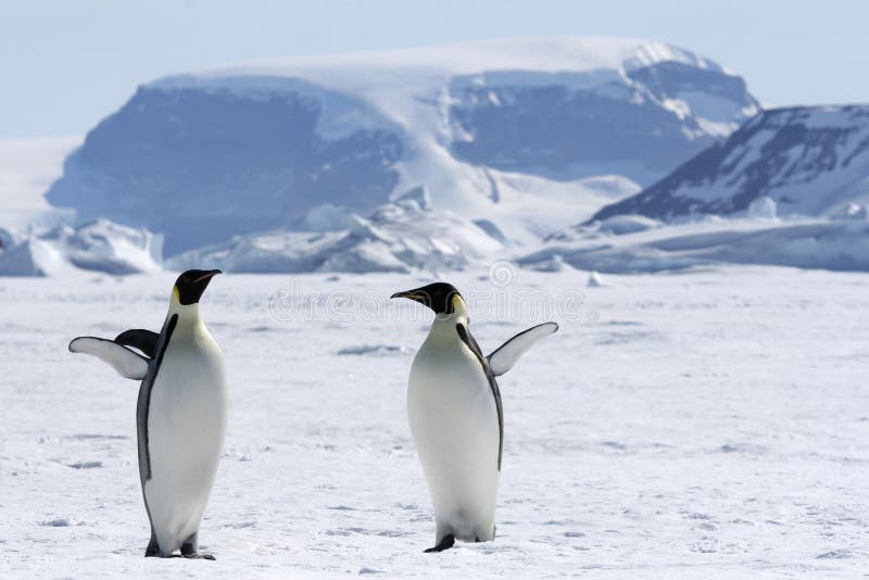 Emperor penguins (Aptenodytes forsteri) on the ice in the Weddell Sea, Antarctica