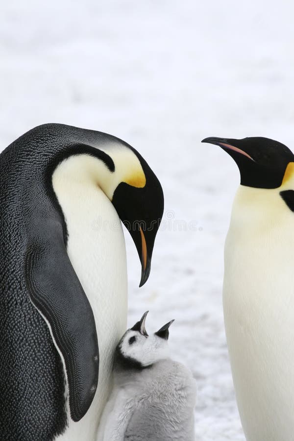 Emperor penguins (Aptenodytes forsteri) on the ice in the Weddell Sea, Antarctica