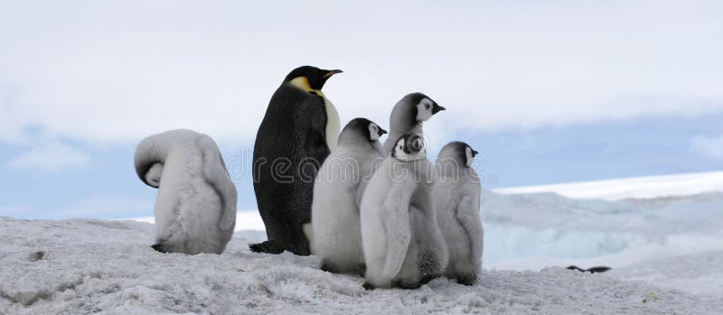 Emperor penguins (Aptenodytes forsteri) on the ice in the Weddell Sea, Antarctica