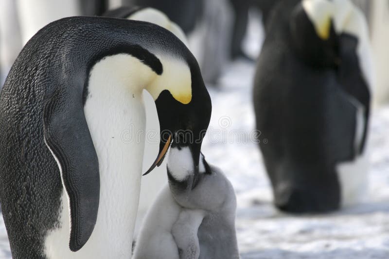 Emperor penguins (Aptenodytes forsteri) on the ice in the Weddell Sea, Antarctica