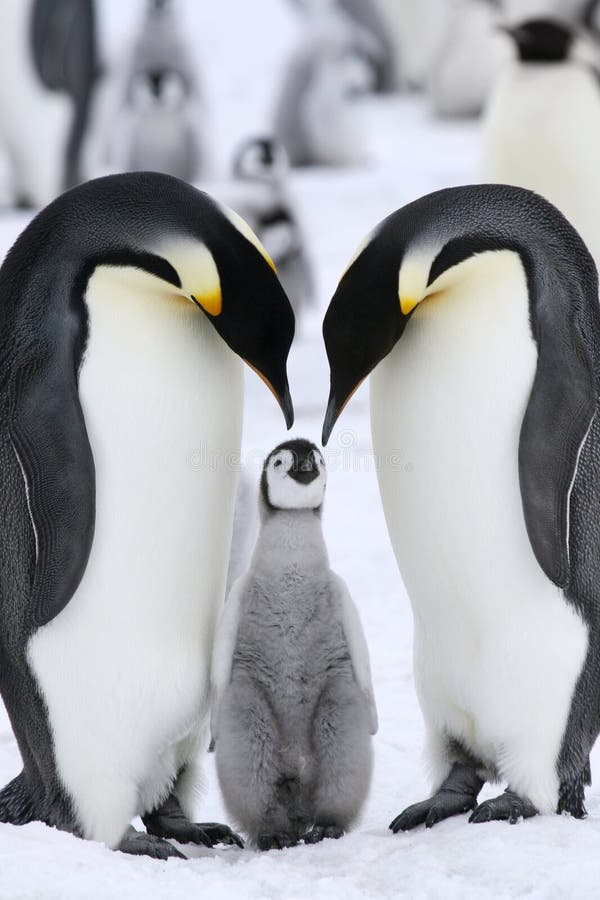 Emperor penguins (Aptenodytes forsteri) on the ice in the Weddell Sea, Antarctica