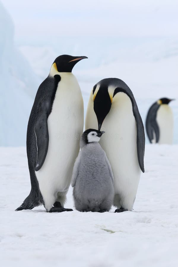 Emperor penguins (Aptenodytes forsteri) on the ice in the Weddell Sea, Antarctica