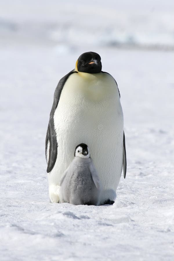 Emperor penguins (Aptenodytes forsteri) on the ice in the Weddell Sea, Antarctica