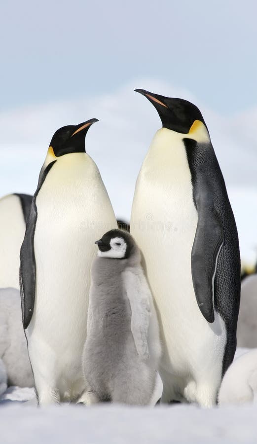 El emperador pingüinos ()  sobre el en el mar, Antártida.