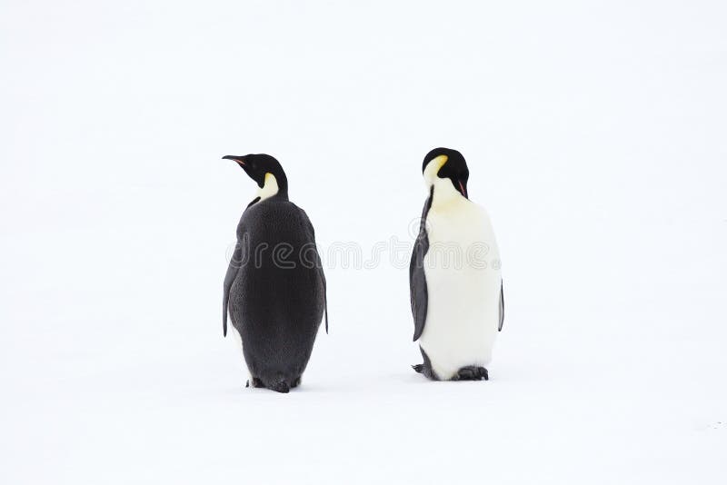 Emperor penguins (Aptenodytes forsteri) on the ice in the Weddell Sea, Antarctica