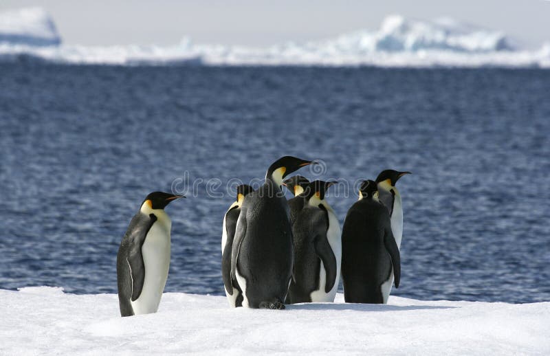 Emperor penguins (Aptenodytes forsteri) on the ice in the Weddell Sea, Antarctica