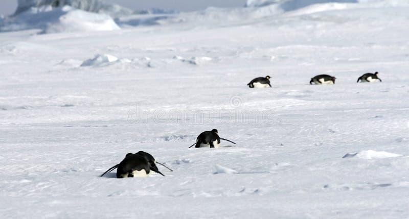 Emperor penguins (Aptenodytes forsteri) sliding on the ice in the Weddell Sea, Antarctica