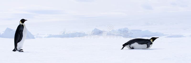 Emperor penguins (Aptenodytes forsteri) walking on the ice in the Weddell Sea, Antarctica