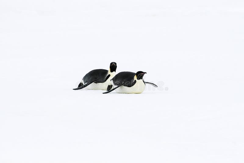 Emperor penguins (Aptenodytes forsteri) sliding on the ice in the Weddell Sea, Antarctica