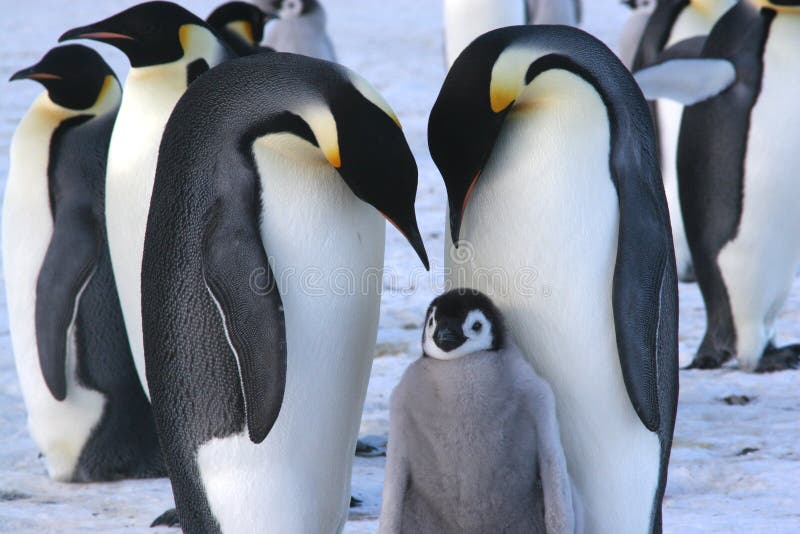 Emperor penguins with chick royalty free stock image Emperor penguins with chick royalty free stock image