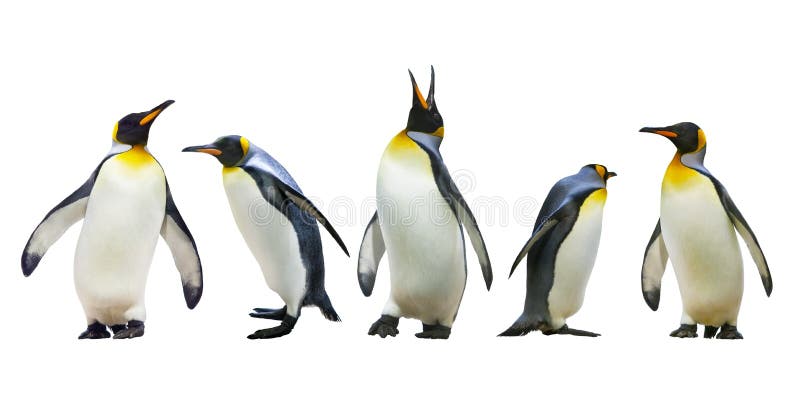 El emperador pingüinos.