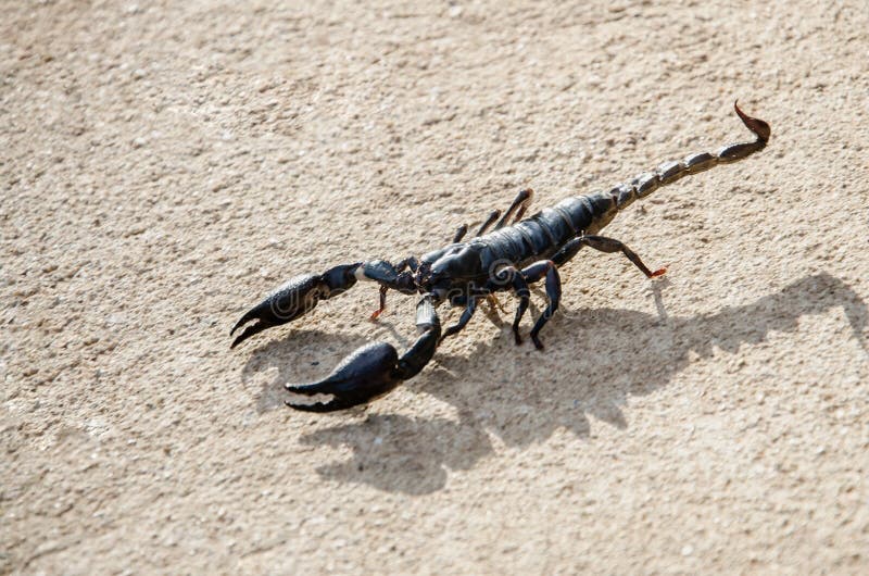 Emperor Scorpion on the cement floor,Hard light makes to shadow of Scorpion stock photography Emperor Scorpion on the cement floor,Hard light makes to shadow of Scorpion stock photography