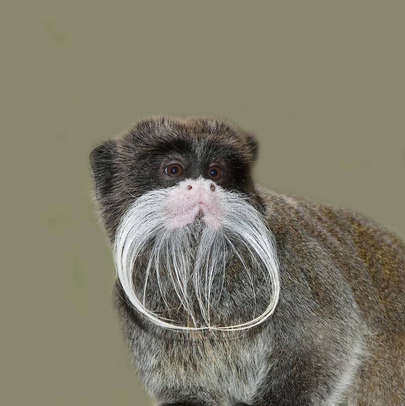 Bearded Emperor Tamarin - Saguinus imperator subgrisescens