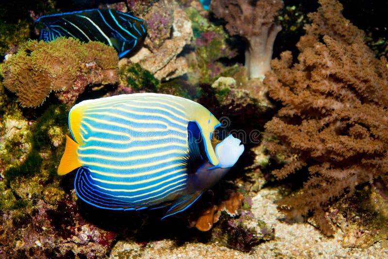 EmperorAngelfish in Aquarium