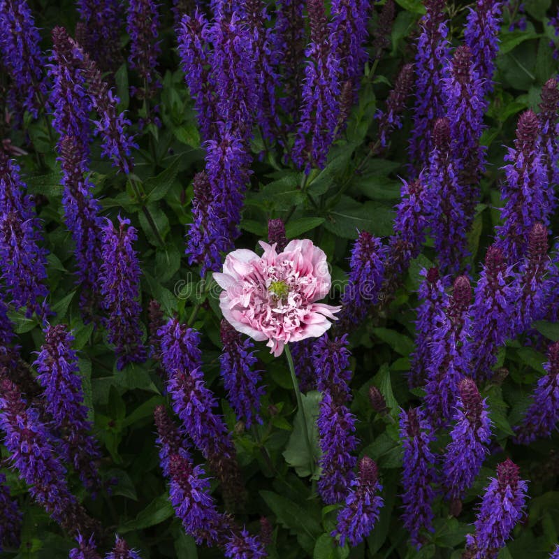 Empfindliche rosa Mohnblume unter violetten salvia Blumenstämmen lizenzfreie stockbilder Empfindliche rosa Mohnblume unter violetten salvia Blumenstämmen lizenzfreie stockbilder