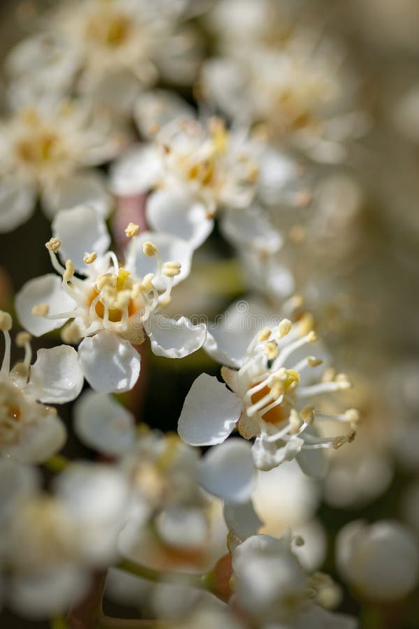 Empfindliche weiße Blumen mit flacher Schärfentiefe stockfotografie Empfindliche weiße Blumen mit flacher Schärfentiefe stockfotografie