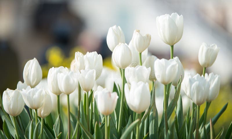 Empfindliche weiße Tulpen blühten im Vorfrühling in einem Stadt Park lizenzfreie stockbilder Empfindliche weiße Tulpen blühten im Vorfrühling in einem Stadt Park lizenzfreie stockbilder