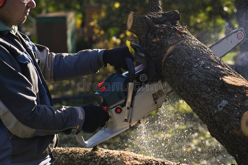 An Employee in Overalls Saws a Tree with a Chainsaw. Stock Image