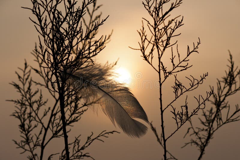 Feather hook up on bush in foggy sunset. Feather hook up on bush in foggy sunset.