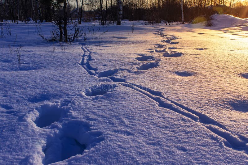 Empreintes de pas dans la neige au lever de soleil Horizontal de l'hiver photographie stock libre de droits Empreintes de pas dans la neige au lever de soleil Horizontal de l'hiver photographie stock libre de droits